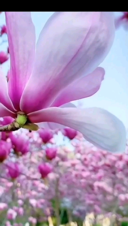玉蘭花開