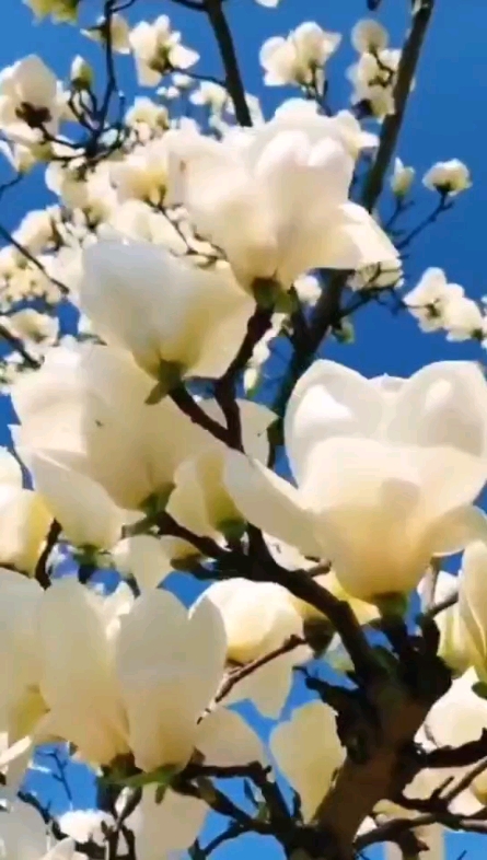春天來(lái)了