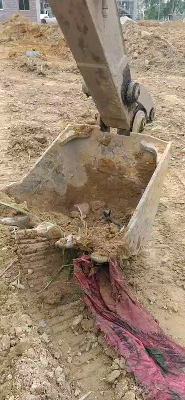 这是一条眼镜蛇吗？