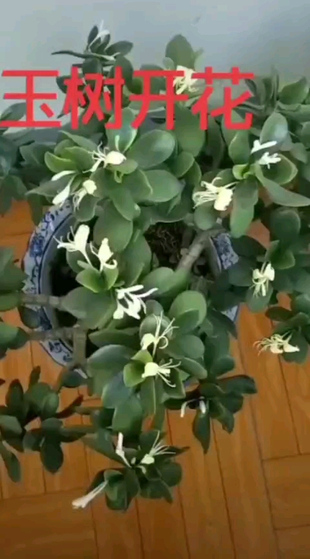 第一次見的