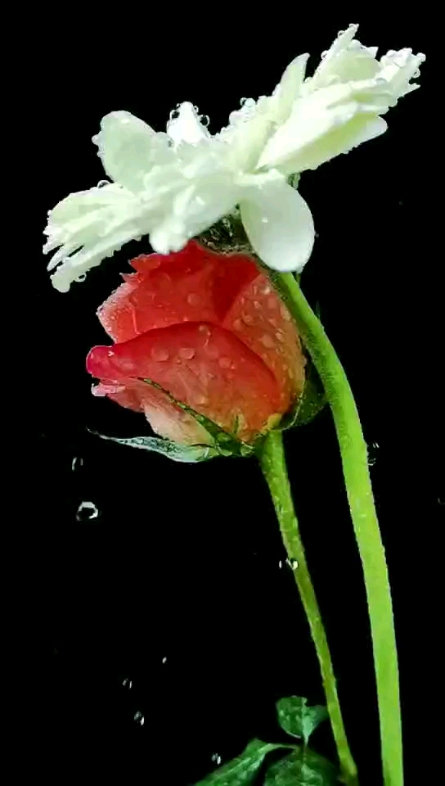 早上好