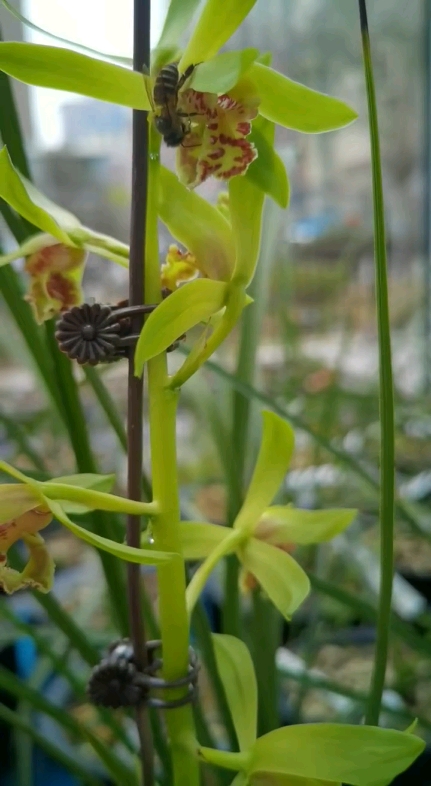 辛勤的蜜蜂