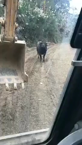 这牛也学会碰瓷了。