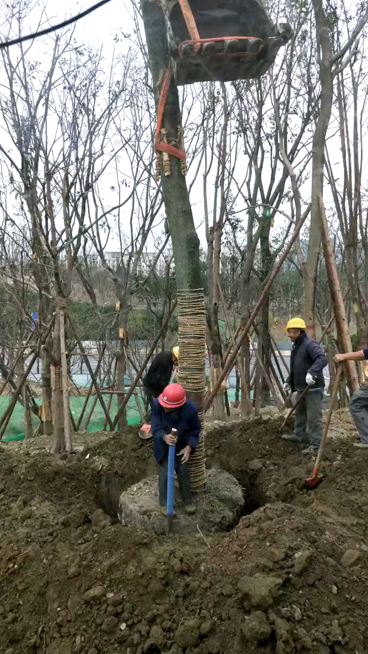 植樹造林，公園城市