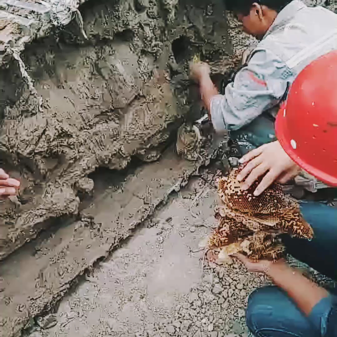 養(yǎng)挖機(jī)養(yǎng)不好，就只有賣賣蜂蜜這樣子