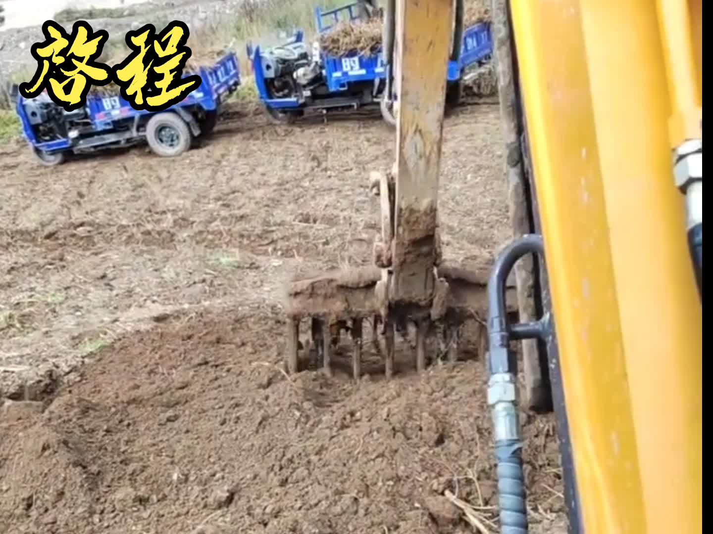 用挖掘机挖黄芪