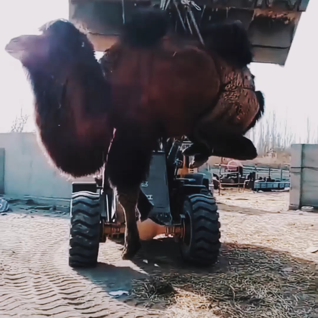 “你們要的沙漠駱駝，運過來了”