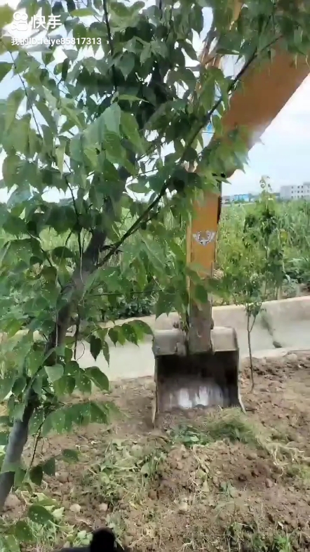 新势力