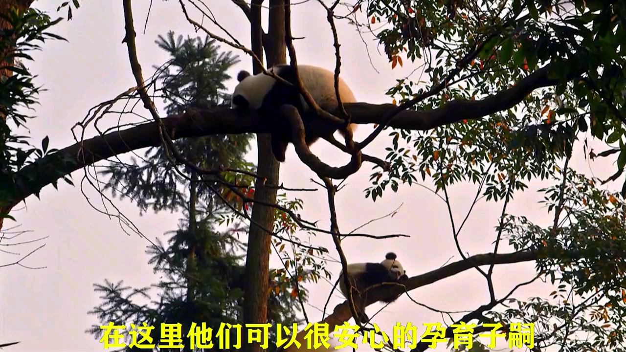 国宝熊猫-帖子图片