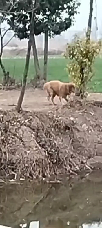 傻狗