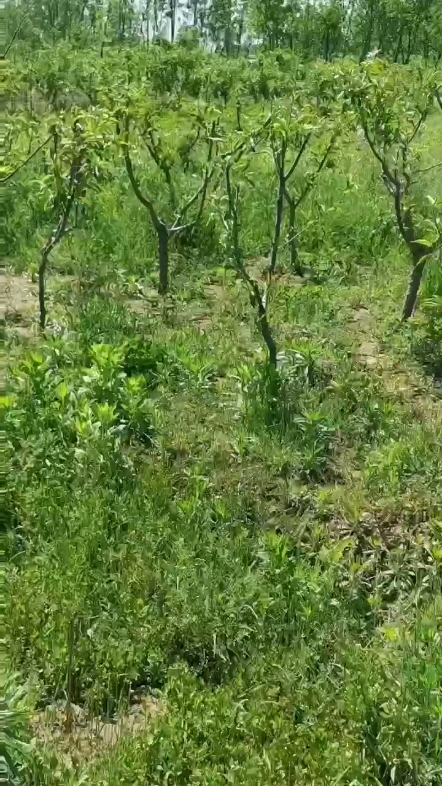 春種