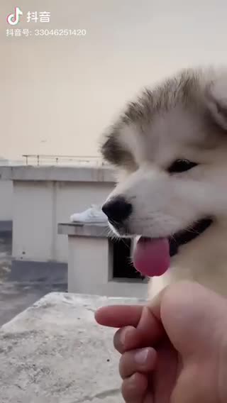 狗狗