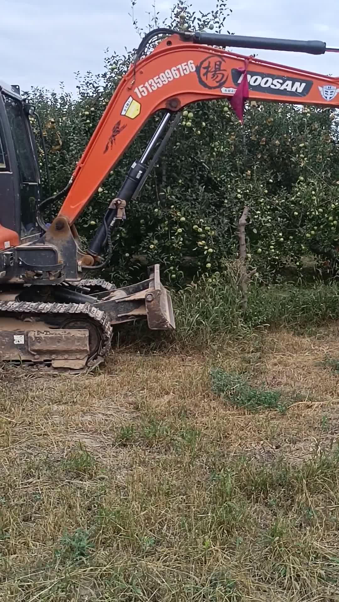 挖蘋果樹